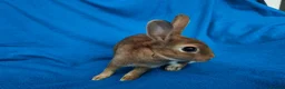 Rex rabbits for sale: Mini rex rabbits - Advert 9