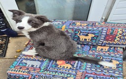 Border Collie dogs for sale: Stunning KC registered blue and white bitch  - Image 7