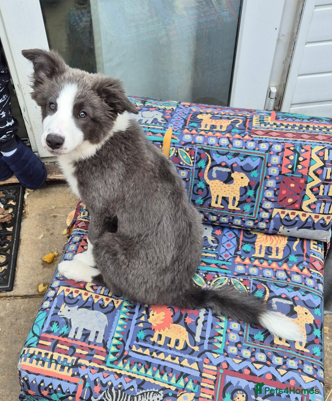 Border Collie dogs for sale: Stunning KC registered blue and white bitch  - Image 7