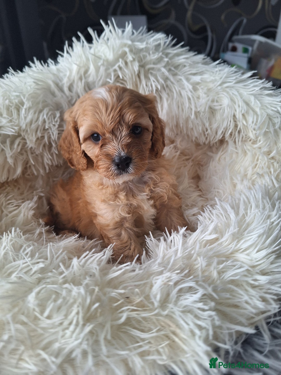 Cavapoo dogs for sale: CAVAPOO PUPPIES - Image 16
