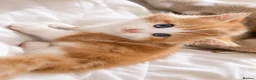 British Shorthair cats for sale: British longhair mini! - Advert 6
