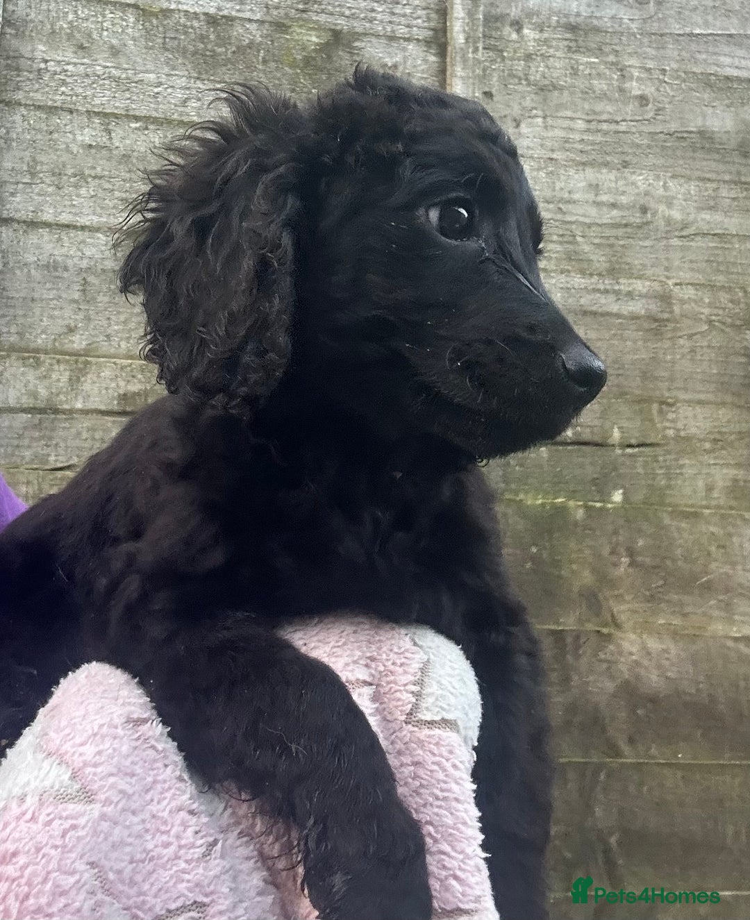 Cockapoo dogs for sale: F2B Cockapoo Puppies - Image 7
