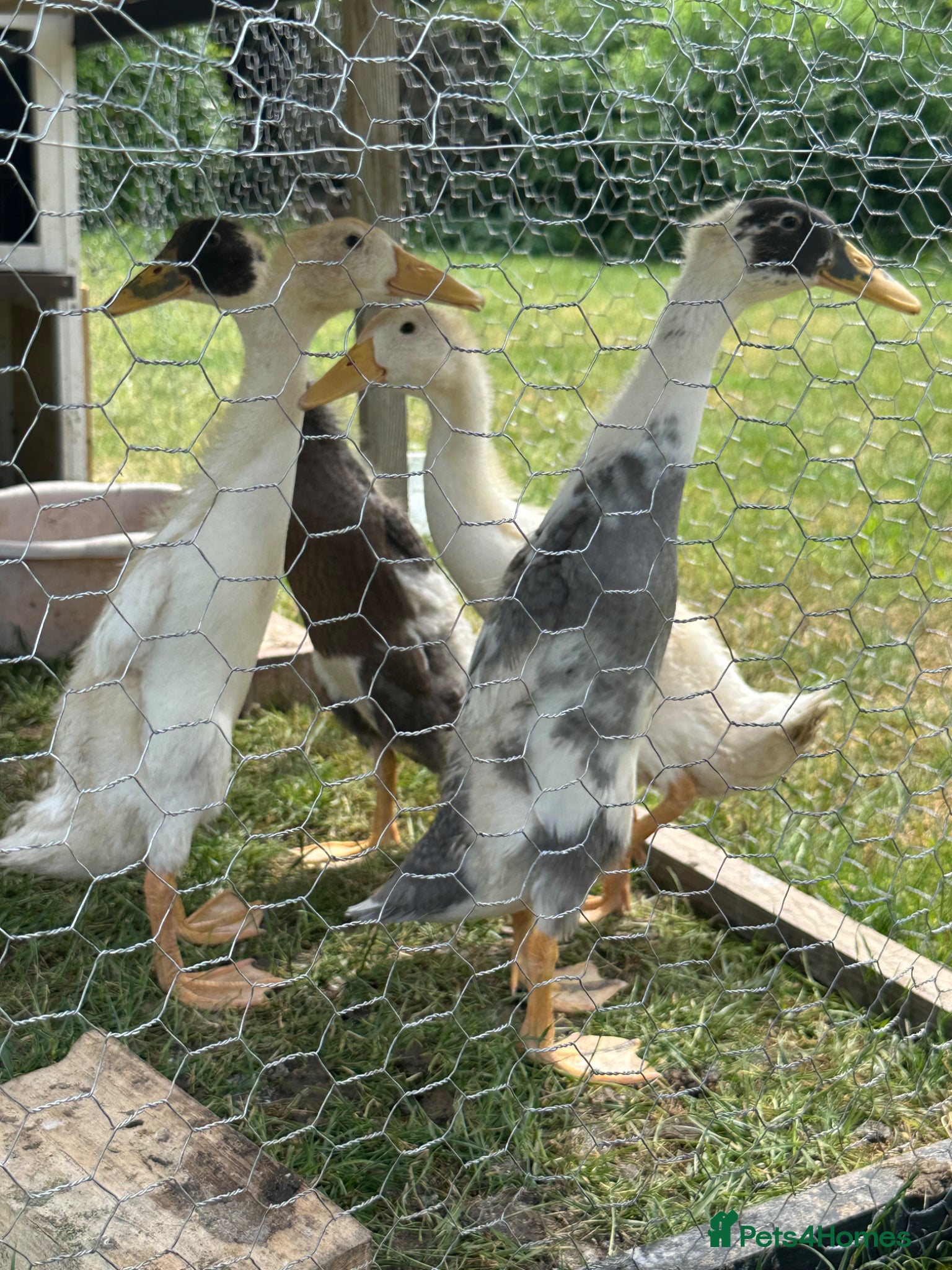 Ducks poultry 4 Unsexed Indian Runners - Advert 1