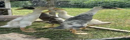Ducks poultry for sale: 4 Unsexed Indian Runners - Advert 1