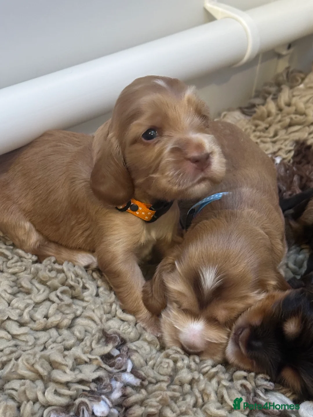 Cocker Spaniel dogs for sale: Show Cocker Spaniel - Advert 9