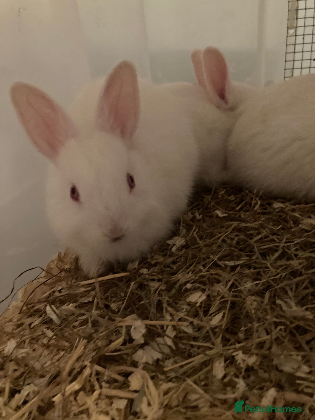 New Zealand rabbits for sale: Baby New Zealand bunnies for sale in hull - Image 4