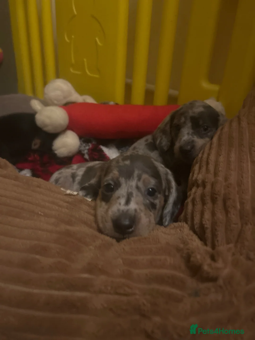Dachshund dogs for sale: Stunning dapple girl dachshund standard in Haverfordwest - Advert 2