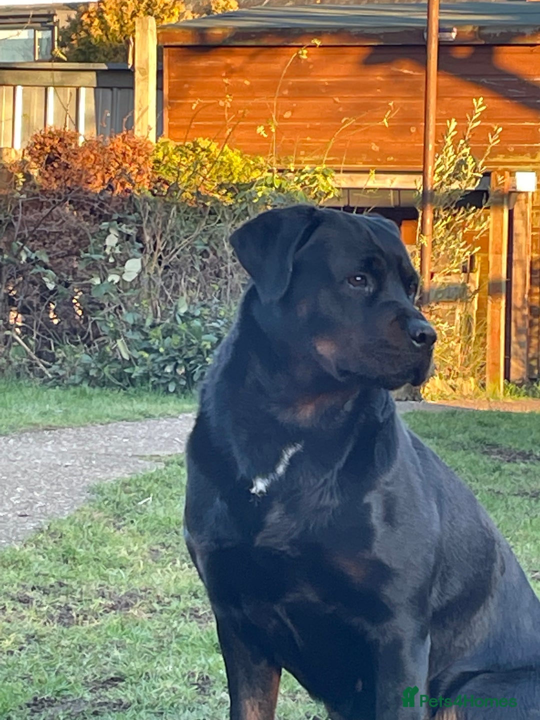 Mixed Breed dogs for sale: Famale Rottweiler cross for sale - Image 2
