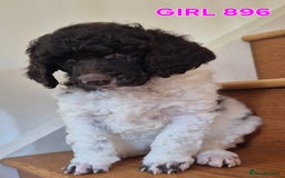 Standard Poodle dogs for sale: KC Reg Chocolate parti Standard Poodle puppies - Image 21