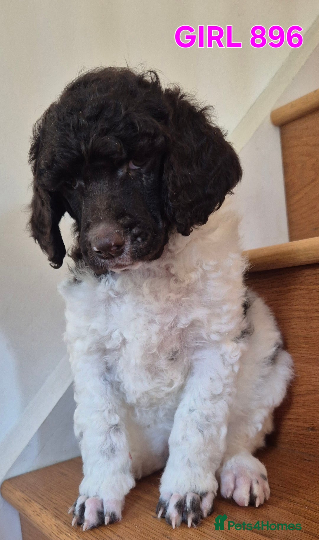 Standard Poodle dogs for sale: KC Reg Chocolate parti Standard Poodle puppies - Image 21