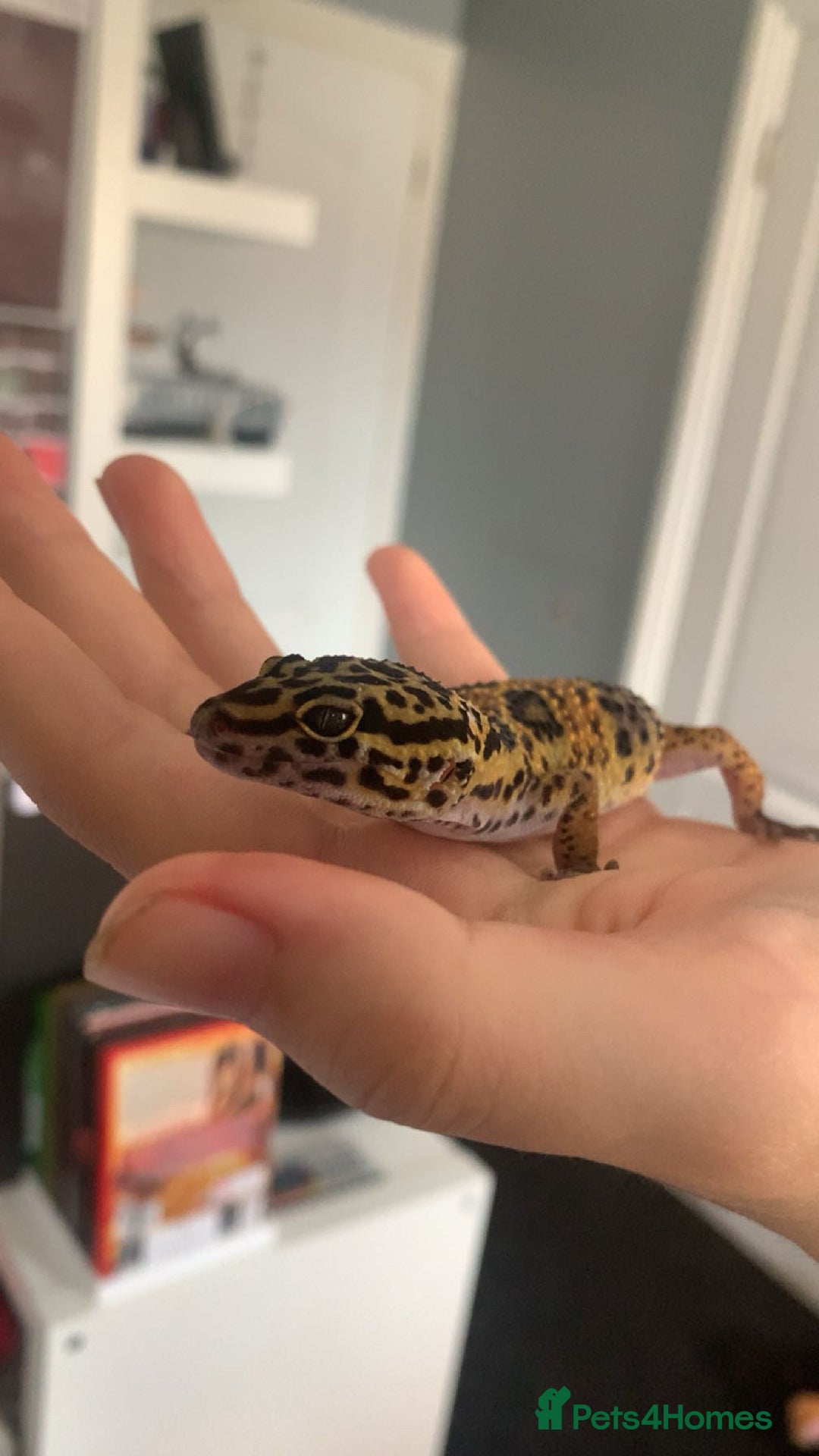 Gecko reptiles for sale: Leopard geckos and full set-up - Image 3