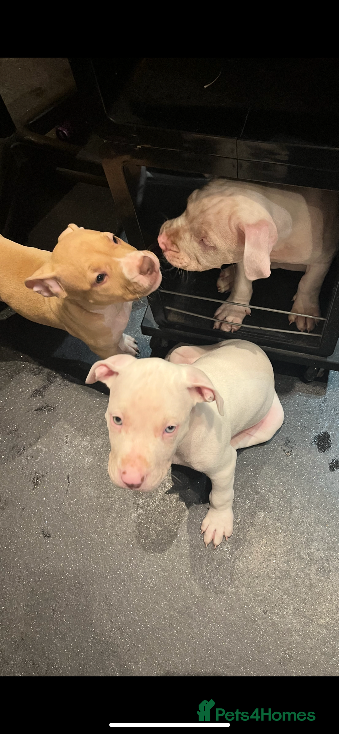 Mixed Breed dogs for sale: 2 white boys available  Ready to leave now - Image 6