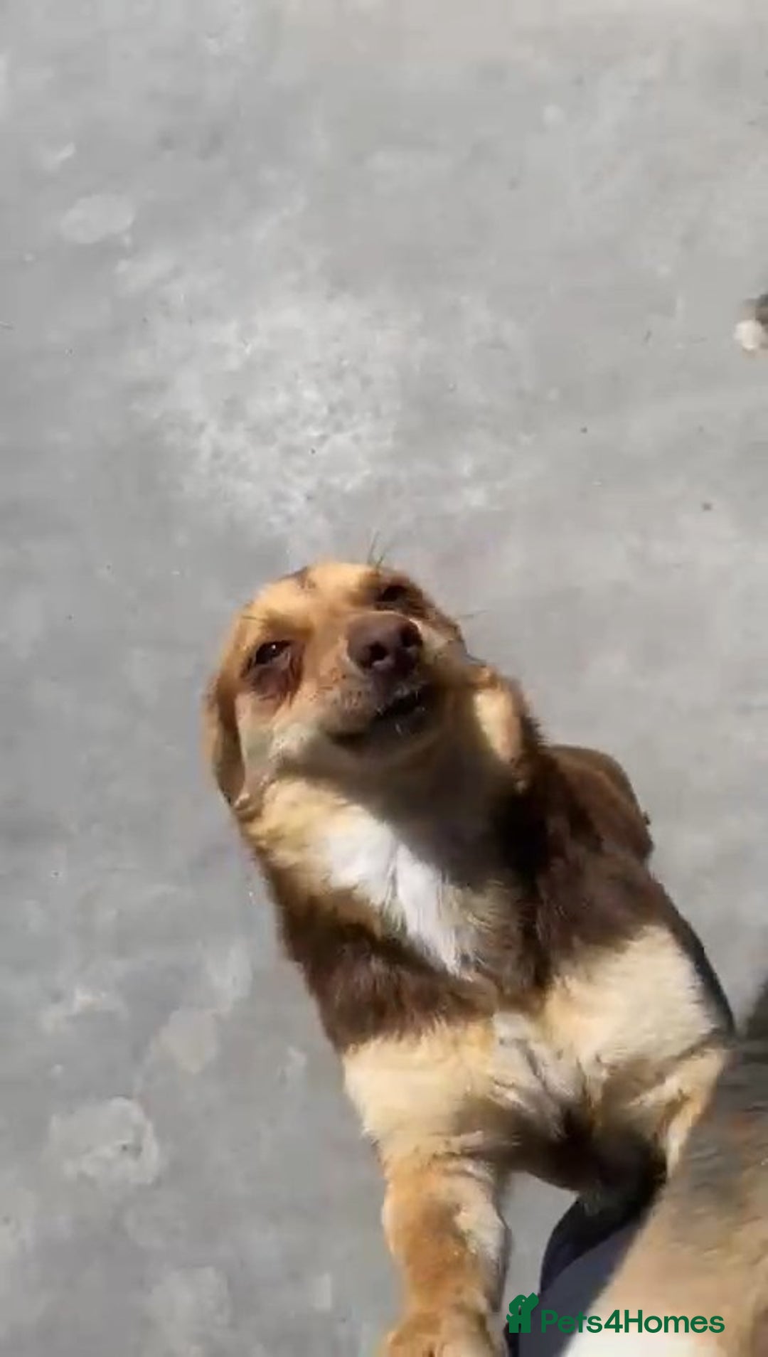 Mixed Breed dogs for adoption: Myrtle, 2-3 years old. Reserved stc. in Brixham - Image 10