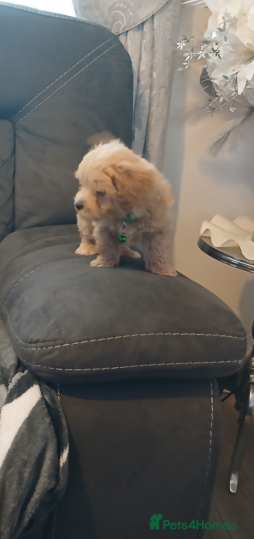 Maltipoo dogs for sale: Maltipoo puppies - Advert 13