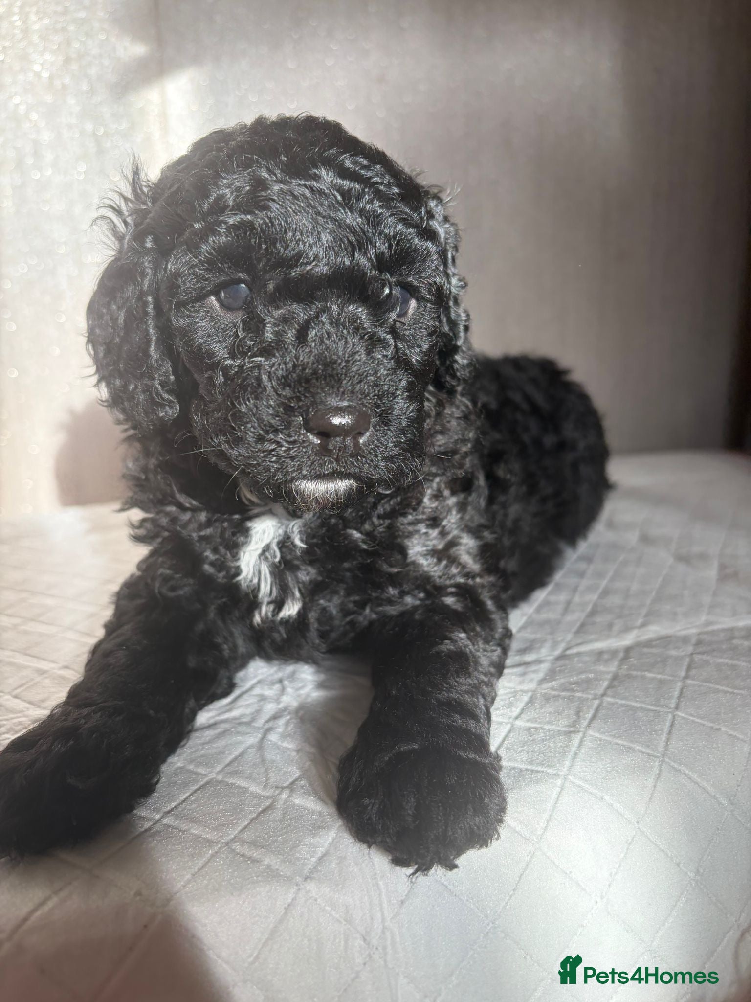 Cavapoo dogs SOLID BLACK/BLACK & WHITE TEDDY BEAR CAVAPOOS - Advert 13