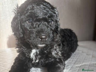 Cavapoo dogs BEAUTIFUL RARE BLACK/BLACK AND TAN CAVAPOOS - Advert 11