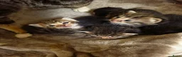 Mixed Breed cats for sale: "Fluffy Furballs"  - Advert 7