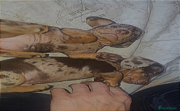 Miniature Dachshund dogs Charming Miniature dashond puppies  - Advert 2