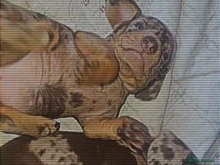 Miniature Dachshund dogs Charming Miniature dashond puppies - Advert 1