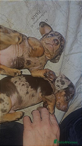 Miniature Dachshund dogs Charming Miniature dashond puppies - Advert 1