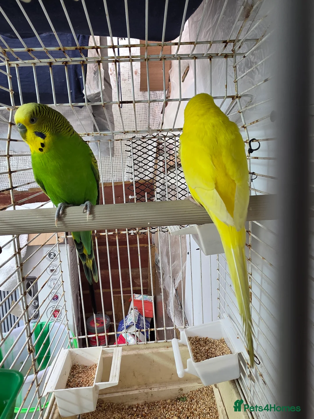 Budgerigars birds for sale: Budgies and guliden finch  - Advert 14