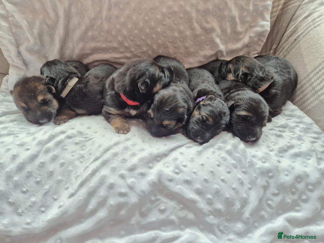 German Shepherd dogs for sale: German Shepherd  - Image 1