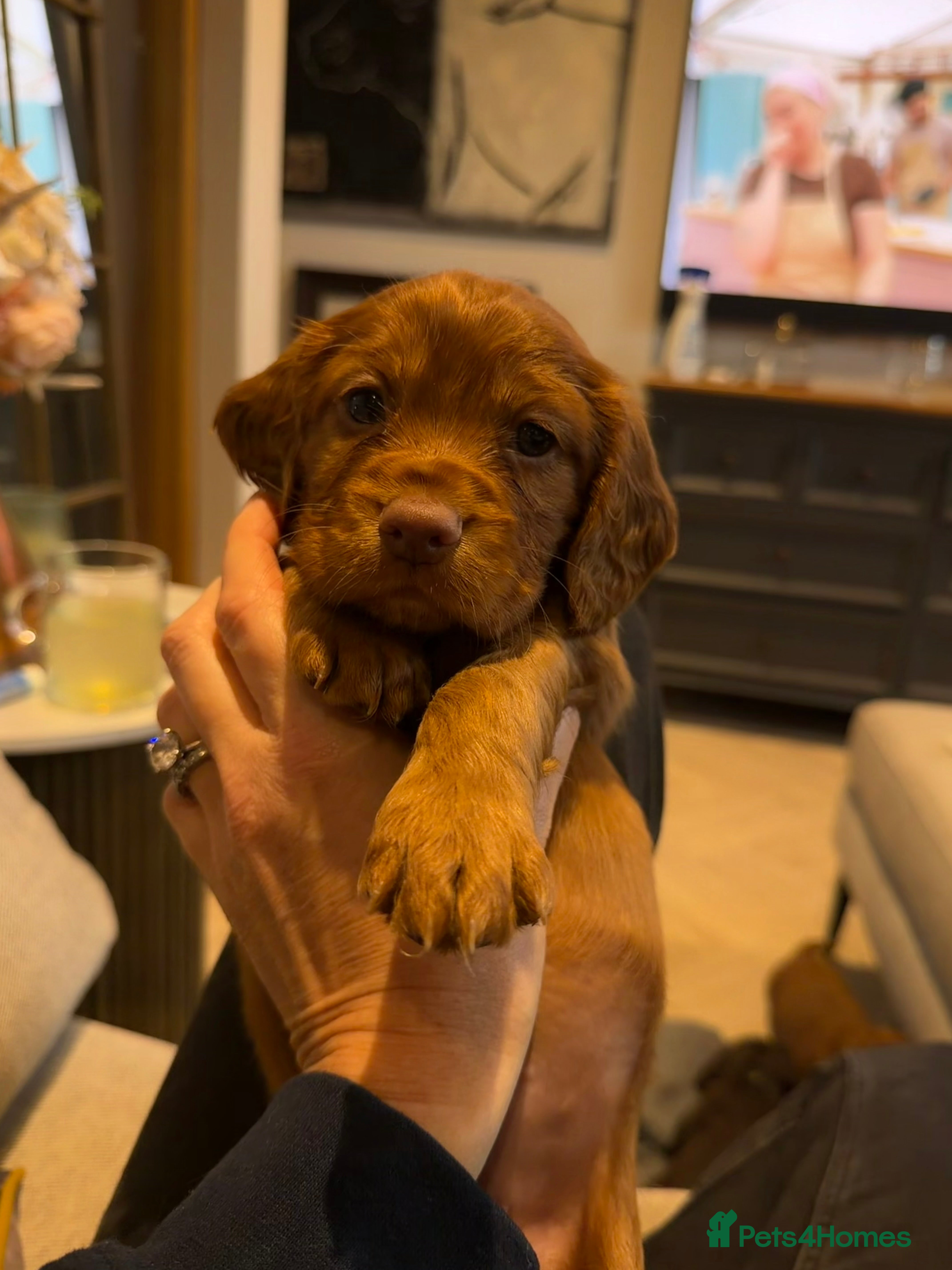 Cocker Spaniel dogs KC REGISTERED WORKING COCKER SPANIEL PUPPIES - Advert 2