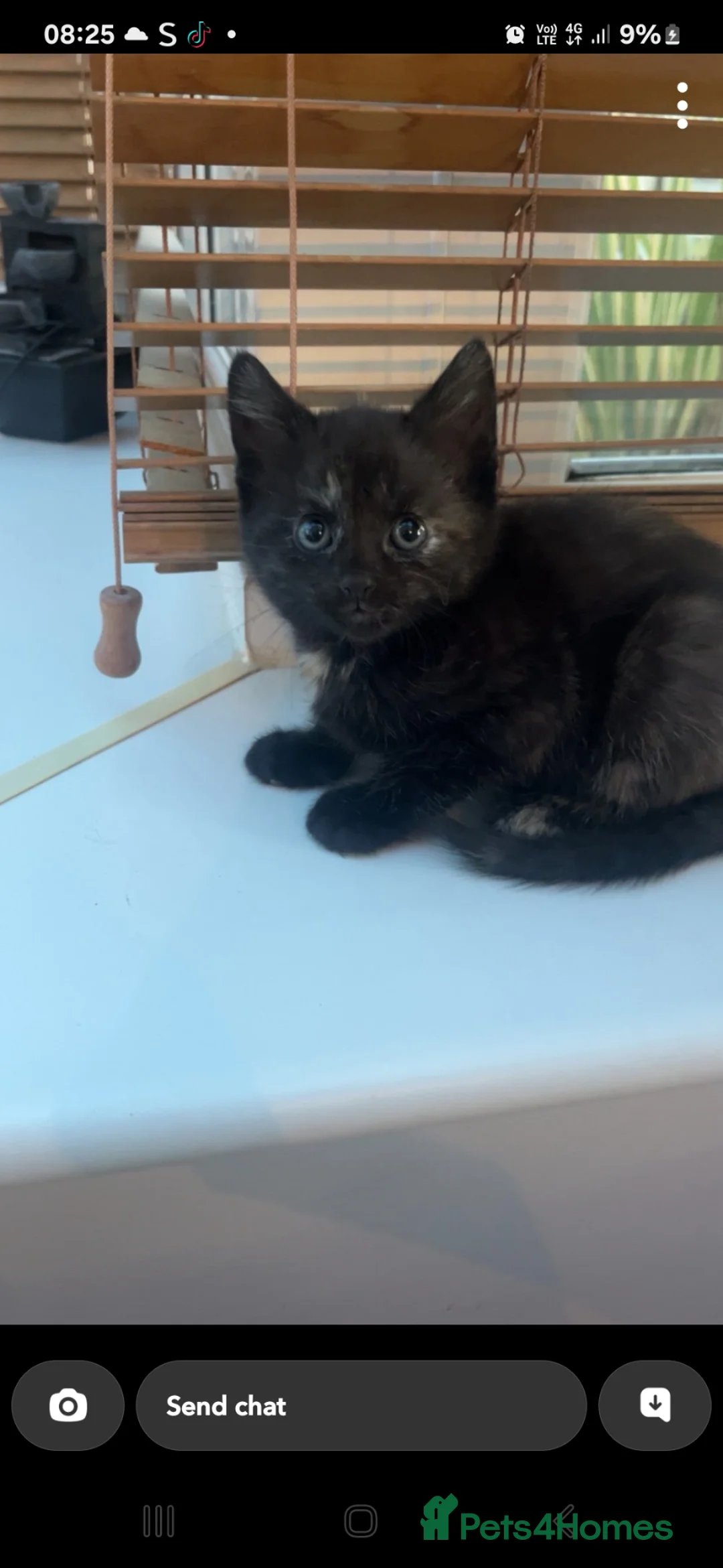 Domestic Shorthair cats for sale: Kittens for Sale - Advert 8