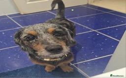 Mixed Breed dogs for sale: 20 month old Daschund cross for forever home - Image 3