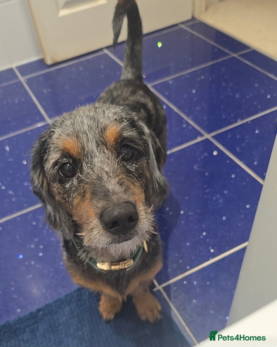 Mixed Breed dogs for sale: 20 month old Daschund cross for forever home - Image 3