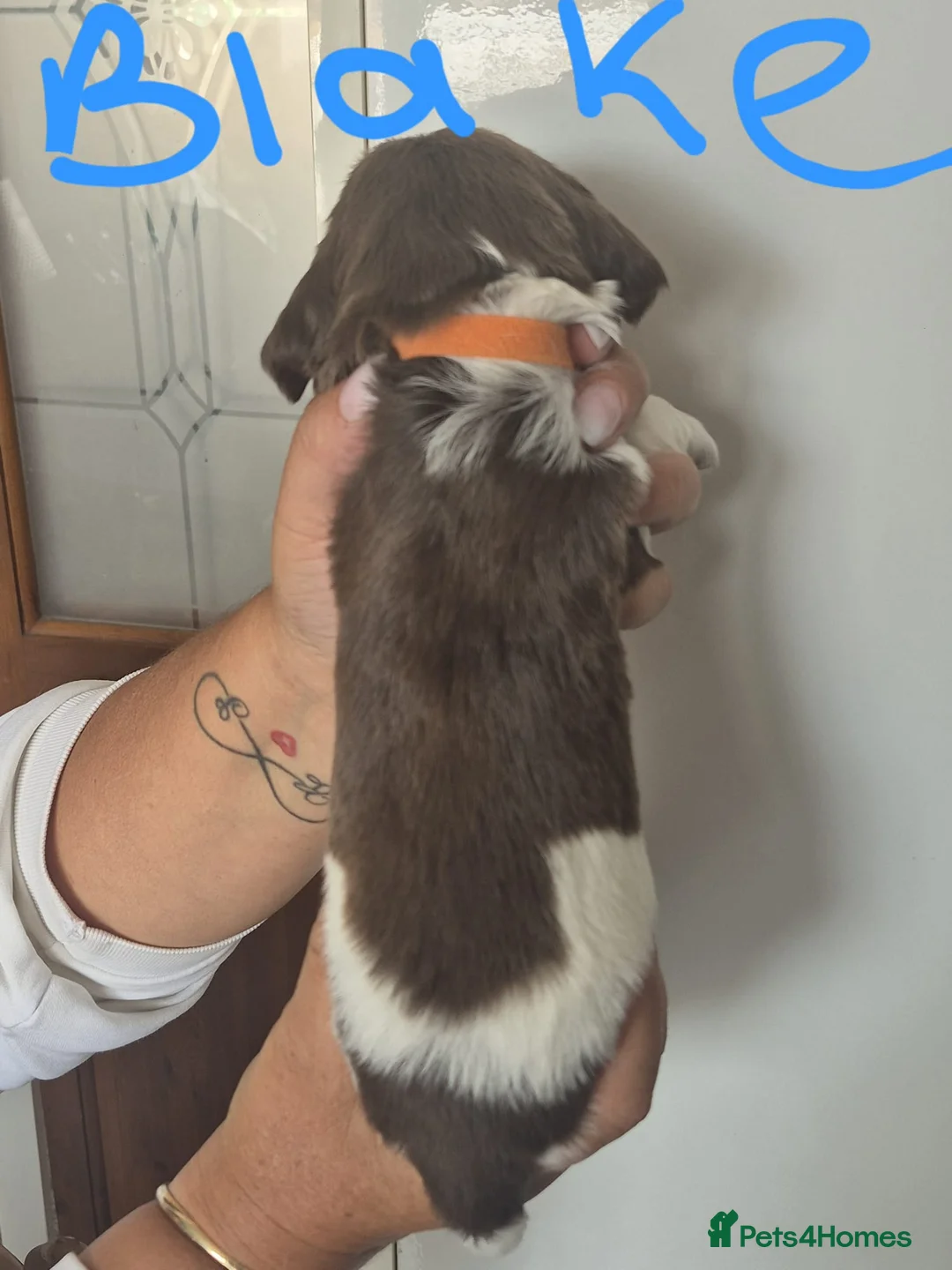 English Springer Spaniel dogs for sale: 5 springer spaniels puppies  in Ossett - Advert 12