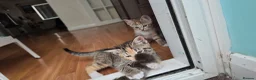 Mixed Breed cats for sale: 🐱 3 Beautiful Friendly Tabby Kittens in Milton Keynes - Advert 14