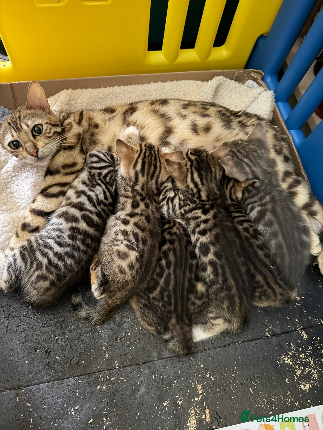 Bengal cats for sale: Bengal cross tabby kittens in Huntly - Advert 1