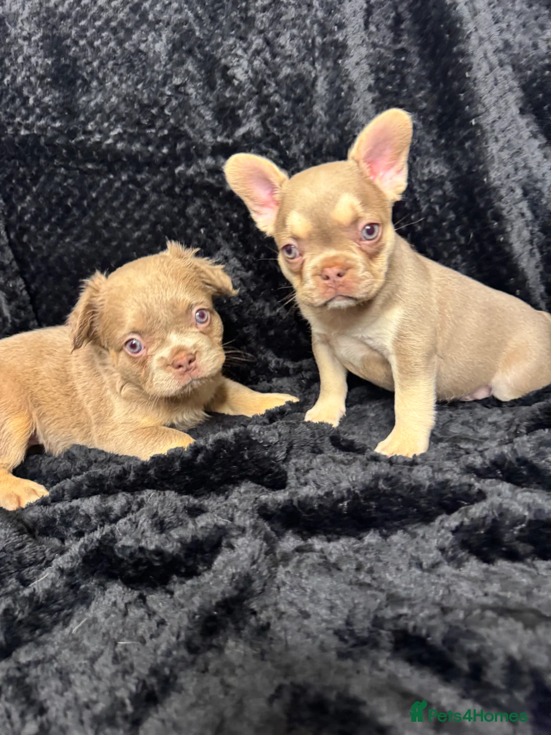 French Bulldog dogs for sale: Beautiful French Bulldog puppies - Advert 1