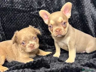 French Bulldog dogs for sale: Beautiful French Bulldog puppies - Advert 1