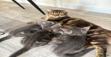 British Shorthair cats - Advert 4