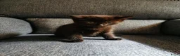 Mixed Breed cats for sale: Beautiful Kittens  - Advert 3