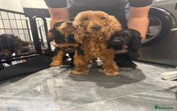 Cocker Spaniel dogs for sale: Cocker Spaniel Puppies  - Image 6