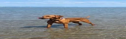 Mixed Breed dogs for sale: Vizslador puppies for sale in Shrewsbury - Advert 21