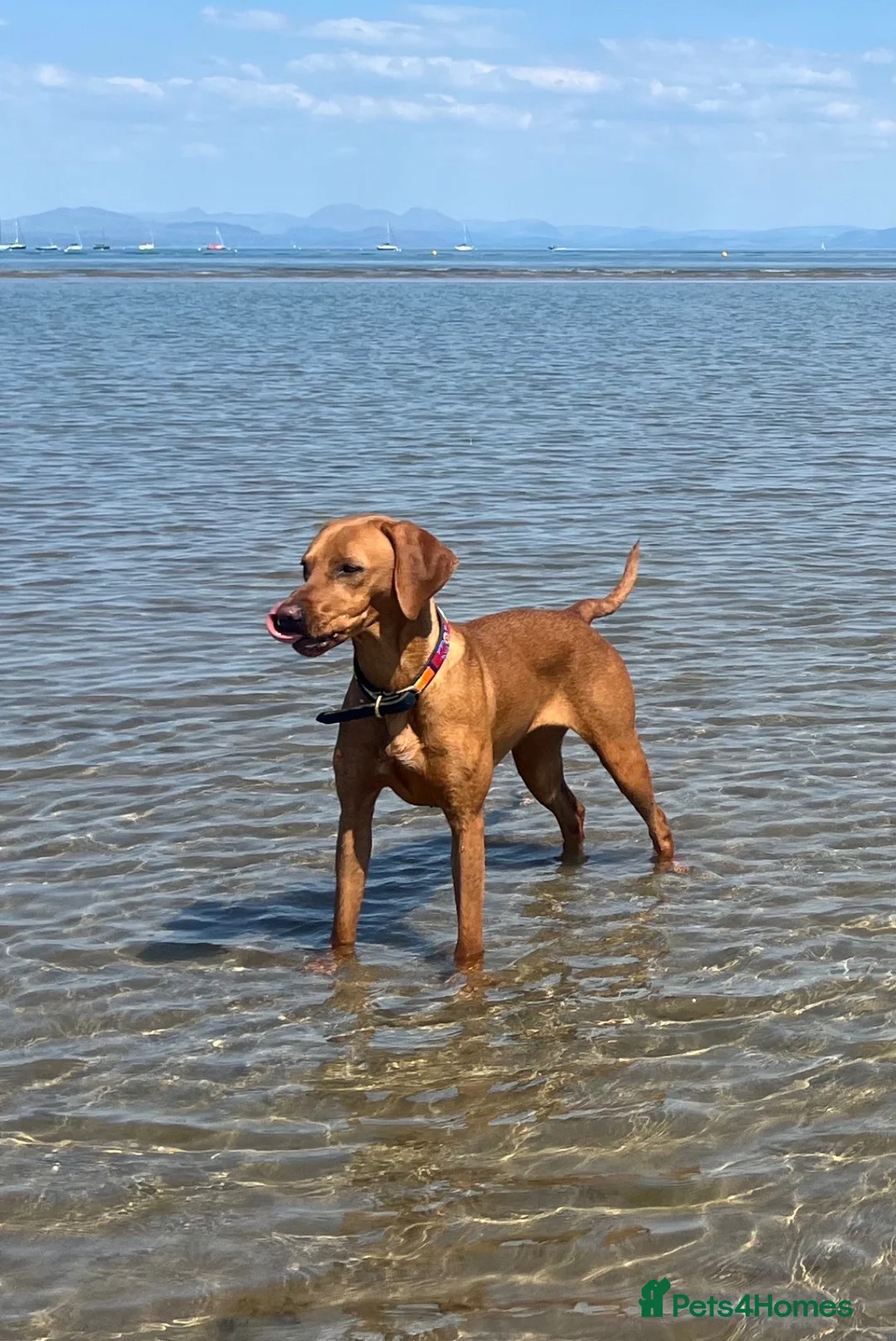 Mixed Breed dogs for sale: Vizslador puppies for sale in Shrewsbury - Advert 21