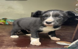 Smooth Collie dogs for sale: Collie male pup  - Image 3