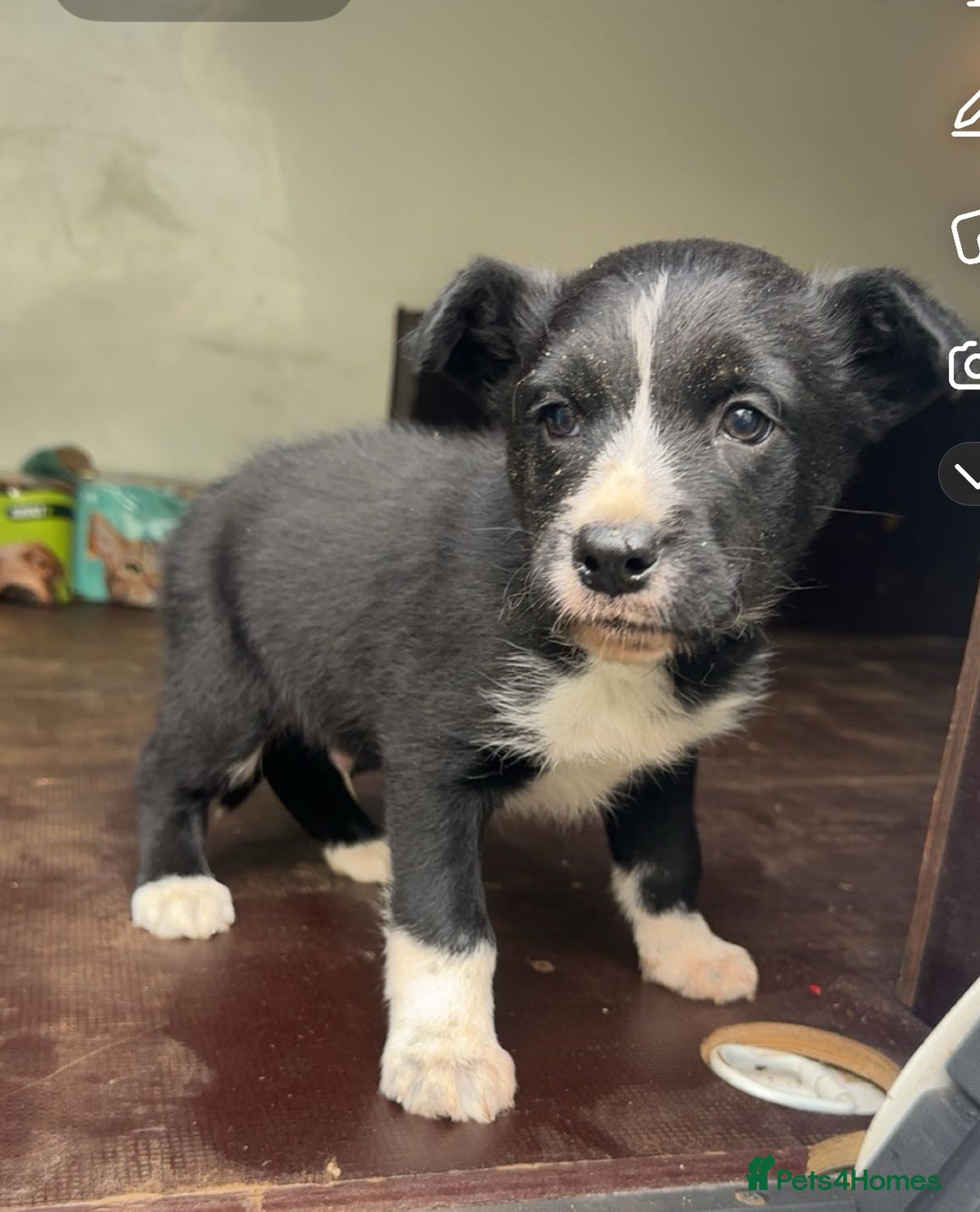 Smooth Collie dogs for sale: Collie male pup  - Image 3