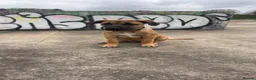 Mixed Breed dogs for sale: Athena Mali x cane corso  - Advert 8