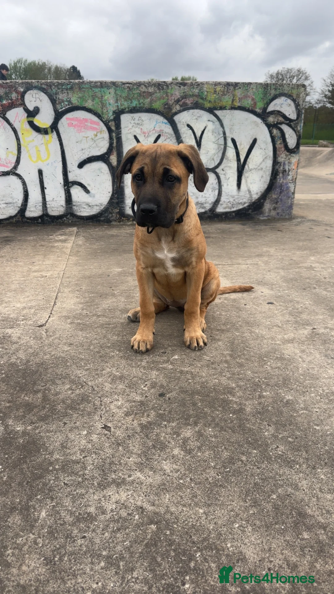 Mixed Breed dogs for sale: Athena Mali x cane corso  - Advert 8