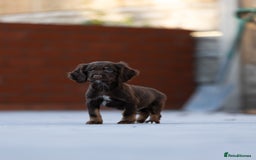 Cocker Spaniel dogs for sale: Cocker spaniel puppies  - Advert 13