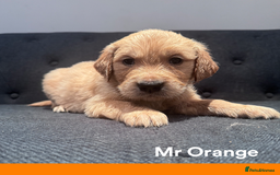 Golden Retriever dogs for sale: Golden Retriever Puppies! 💛🐶 - Image 17