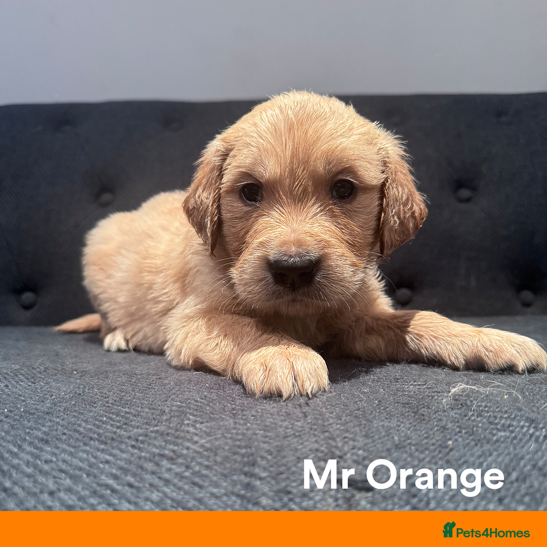 Golden Retriever dogs for sale: Golden Retriever Puppies! 💛🐶 - Image 17