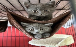 British Shorthair cats for sale: Blue & Fawn Boys & Girls - Image 8
