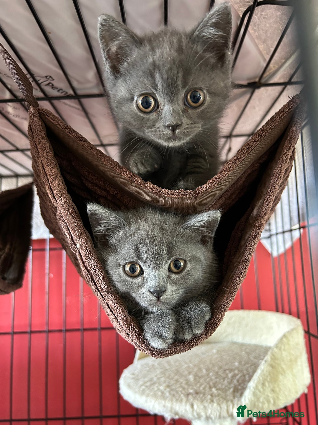 British Shorthair cats for sale: Blue & Fawn Boys & Girls - Image 8