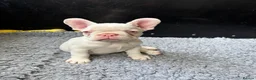 French Bulldog dogs for sale: French Bulldog Puppies KC registered  - Advert 15